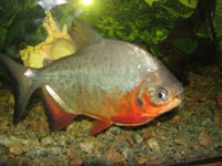 Roter Pacu